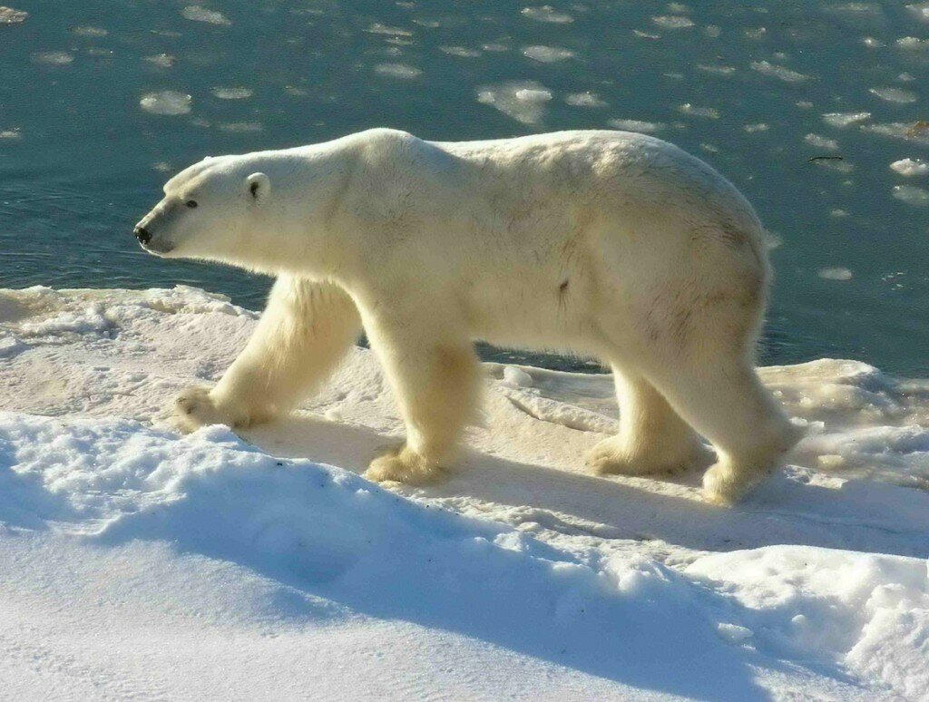 Polar Bear-Wikimedia